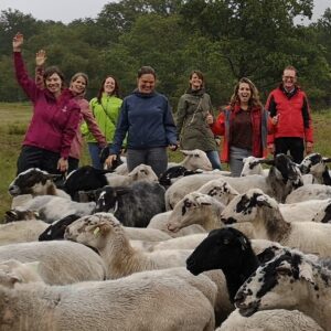 vrolijke teamfoto van teamuitje ggz met de schaapskudde tijdens de workshop schapendrijven in de duinen van het nationaal park zuid kennemerland