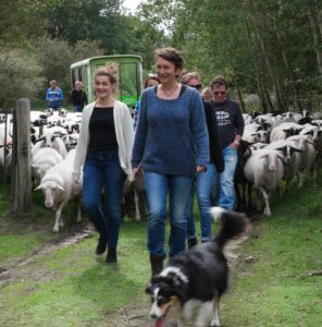 een groep gaat op pad met de schaapskudde, 2 vrouwen lopen voorop met 1 van de honden, de rest van de groep en de schaapskudde volgt, ze lopen in het duingebied van de kennemerduinen