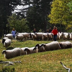 deel van de groep komt met de kudde aanlopen in de workshop schapendrijven, ze staan in groene omgeving en hebben er plezier in