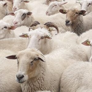 close up van een aantal schapen van de schaapskudde utrechtse heuvelrug