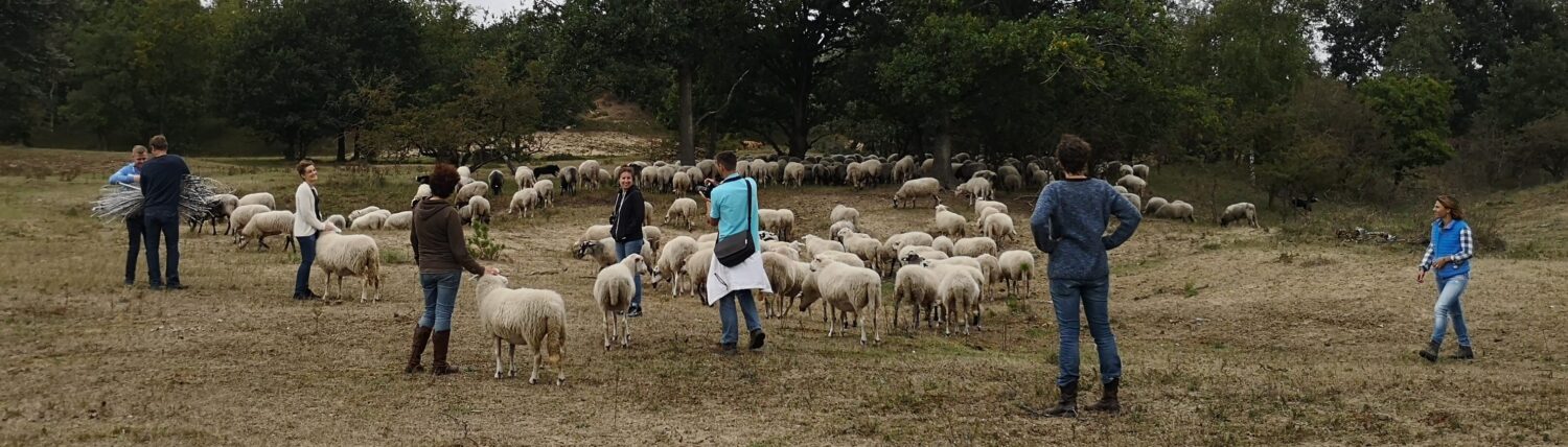 foto is een momentopname uit de workshop schapendrijven, je ziet een groep rond de schaapskudde staan, enkelen aaien de schapen, een ander neemt een foto, een ander kijkt toe en twee personen zijn de netten van het raster aan het samenbinden, de groep staat in het duingebied op een weidse vlakte