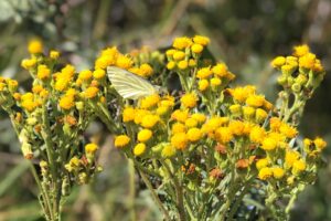 vlinder zit op gele bloemen in duingebied