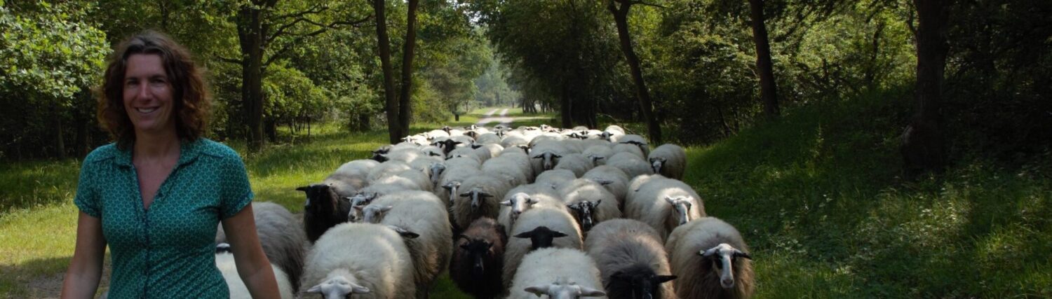 karin, eigenaar van buitendag, loopt samen met de kennemer schaapskudde in de kennemerduinen