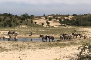 weidse foto met groep knoinkspaarden die deels in het water deels in het zand staan in de duinen van het nationaal park zuid kennemerland