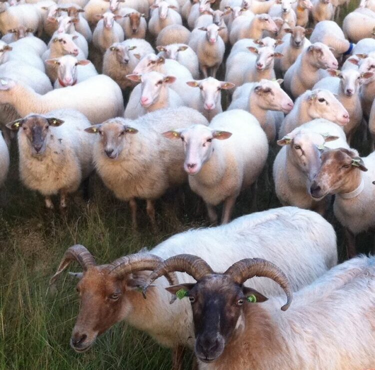 schaapskudde utrechtse heuvelrug bestaande uit 100 schapen die het natuurgebied begrazen
